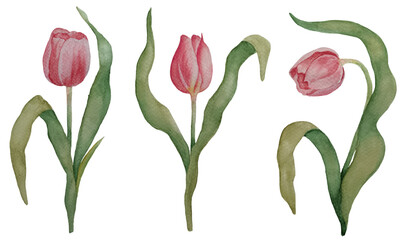 Watercolor pink red tulips isolated on white background. Set of spring blossom flowers.