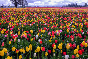 Tulip Farm, Portland, Oregon
