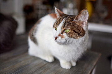 cat lying down on wooden table looking at camera.