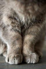 close-up of gray British cat paws sitting on the table.