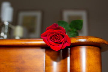 scarlet red rose on the edge of table