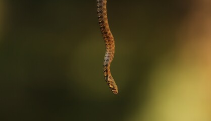 Snake in the air background