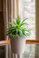 Aloe vera plant in a pot , house plant, medicine plant