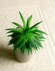 Aloe vera plant in a pot , house plant, medicine plant