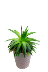 Aloe vera plant in a pot on white background