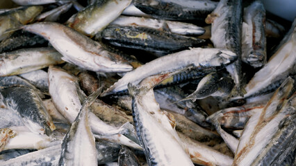 Fresh raw salmon, sturgeon, dorado fish and sea bass lie on the counter with ice in the fish market. Open shelf in a seafood store. Close-up.