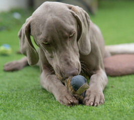 Braco de Weimar jugando con juguete