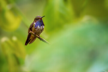 Volcano Hummingbird - Selasphorus flammula, beautiful colorful small hummingbird from Central America forests, Volcán, Panama.