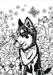 Husky. Black and white illustration of a dog. Coloring page.Vector.