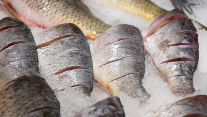 Fresh raw salmon, sturgeon, dorado fish and sea bass lie on the counter with ice in the fish market. Open shelf in a seafood store. Close-up.