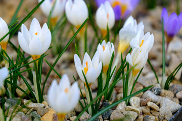 Obraz premium White crocuses. flowers in a flower bed in spring blooming in the sun. The most beautiful spring flowers