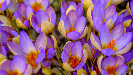 Multicolored petals for crocuses. flowers in a flower bed in spring blooming in the sun. The most beautiful spring flowers.
