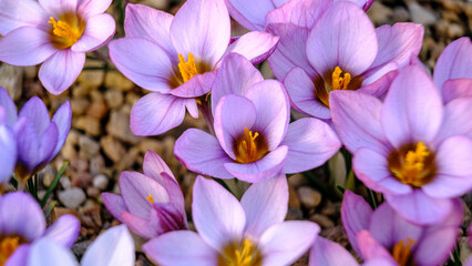 Light blue, lilac petals for a crocus. Multicolored petals for crocuses. Bright orange center flowers in a flower bed in spring blooming in the sun. The most beautiful spring flowers.