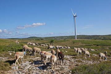Troupeau de brebis,  éolienne énergie verte,  écologie énergie renouvelable décarbonée, vent élevage extensif nature causse calcaire Languedoc Occitanie éolienne Villeveyrac  