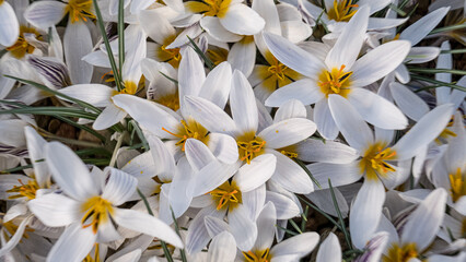White crocuses. flowers in a flower bed in spring blooming in the sun. The most beautiful spring flowers