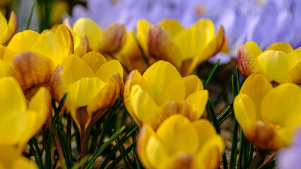 Obraz premium Yellow crocus flowers in a flowerbed at springtime blooming in the sun. The most beautiful spring flowers