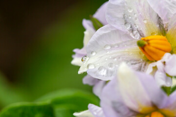 Potato flower in drops after rain close-up. The new harvest. Summer. Locally grown. Selective focus, defocus