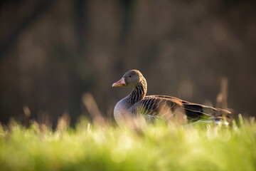 Greylag (Goose)