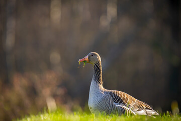 Greylag (Goose)