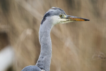 young grey heron