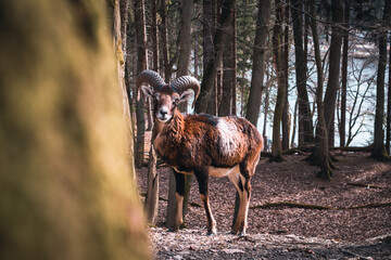 Ibex behind a tree