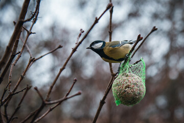 Great tit searching for food