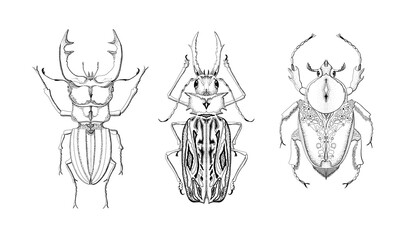 hand drawn illustration of decorative beetles