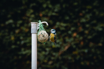 Great tit searching for food