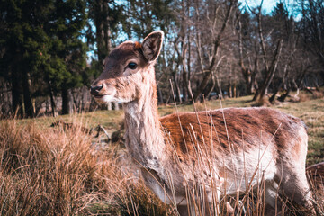 Fallow deer doe (female)