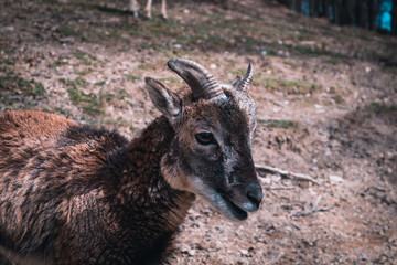 Goat in the forest