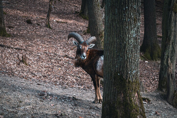 Ibex behind a tree