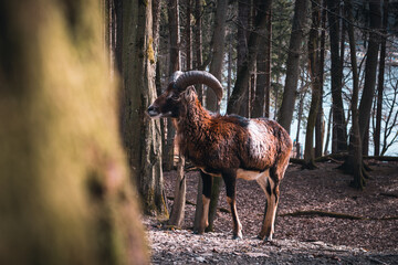 Ibex behind a tree