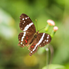 butterfly on a flower