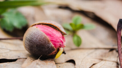 Spring in the forest. Closeup of Oak seedling sprouting from acorn among the dry leaves in the...