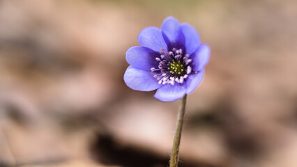 Fototapeta premium Violet liverwort flowers in the forest close up. Spring blooming flowers sprouted from autumn dry leaves. Blossoming flowers in european forest. Violet Hepatica nobilis, Anemone hepatica or Liverleaf