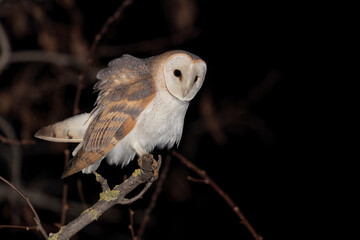 Barn Owl  (Tyto alba) photographed at night.