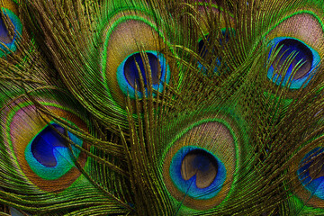 macro peacock feathers,Colorful peacock feathers background,escription
Close-up of beautiful peacock feathers.