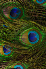 macro peacock feathers,Colorful peacock feathers background,escription
Close-up of beautiful peacock feathers.
