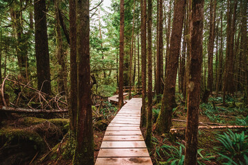 Rainforest Trail Ucluelet on Vancouver Island, Canada