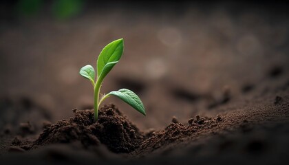 new plant sprouts out from soil