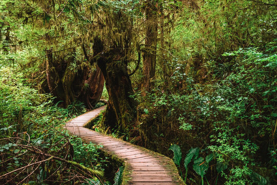 Rainforest Trail Ucluelet on Vancouver Island, Canada