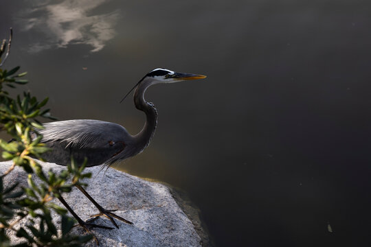 Great blue heron by a lake, Morikami Museum and Japanese Garden