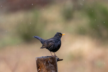 A Blackbird (Turdus merula) perched on a post in the rain.