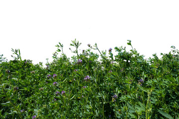 Obraz premium lush greenery in spring with a transparent background 