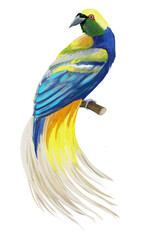 blue and yellow macaw Tropical bird.