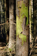 Borkenkäferfichten, grüne Rinde, Moos