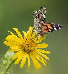 admiral butterfly on flower