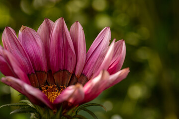 Fototapeta premium Close up of a pink Gazania flower with bokeh background