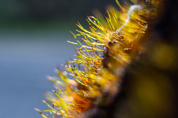 unfocused background image of Moss that glows in the sunlight,soft effect of analog lens