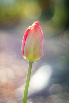 unfocused background image of a tulip ,soft effect of analog lens